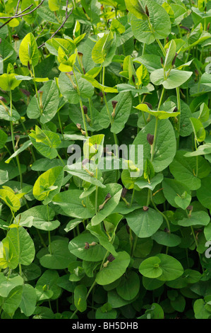 Smearwort (aristolochia Rotunde) Stockfoto