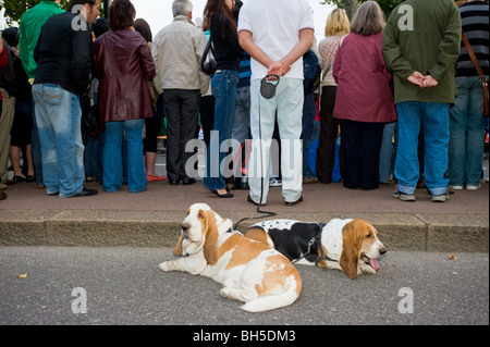 Zwei Patienten Hunde während Karneval parade zu THAMES FESTIVAL, London, Vereinigtes Königreich Stockfoto