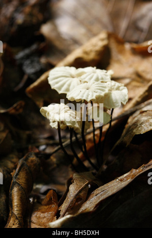 Rotflügel Fallschirm Stockfoto