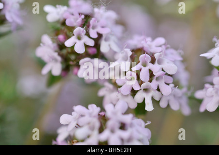 Gemeinsame Thymian (Thymus vulgaris) Stockfoto