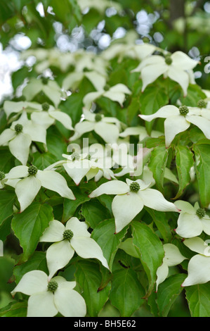 Chinesischer Hartriegel (Cornus Kousa var. Chinensis) Stockfoto