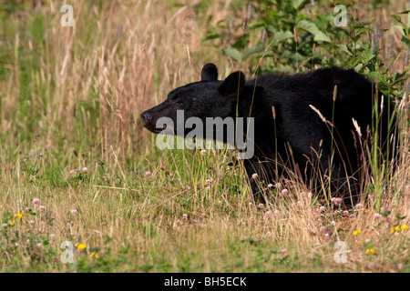 Schwarzbär Ursus Americanus roaming in Grünland am Straßenrand in der Nähe von Port Hardy Vancouver Island BC Kanada im Juli Stockfoto