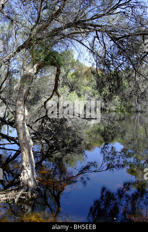 Leichte Bäume (Melaleuca Rhaphiophylia) am Ufer des Canning River in der Nähe von Perth, Western Australia. Stockfoto