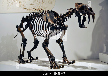 Säbel Zahn Katze (Smilodon Fatalis) Skelett in Amarillo, Texas Panhandle Plains Historical Museum Stockfoto