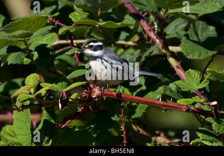 Black-throated Gray Warbler Dendroica hier thront auf einem Bramble in Nanaimo Vancouver Island BC Kanada Stockfoto