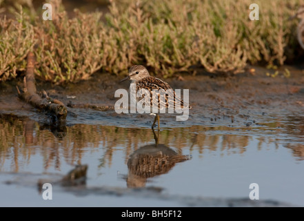 Wenigsten Strandläufer Calidris Minutilla Fütterung im seichten Wasser an der Holden Creek Nanaimo Vancouver Island BC Kanada im August Stockfoto