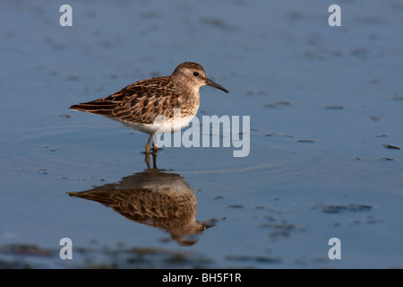 Wenigsten Strandläufer Calidris Minutilla Fütterung im seichten Wasser an der Holden Creek Nanaimo Vancouver Island BC Kanada im September Stockfoto