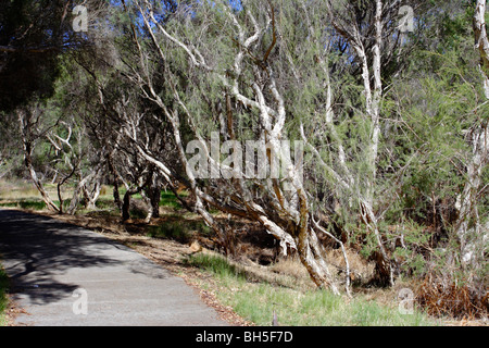 Leichte Bäume (Melaleuca Rhaphiophylia) auf einem Wanderweg im Canning River Regional Park, Western Australia. Stockfoto