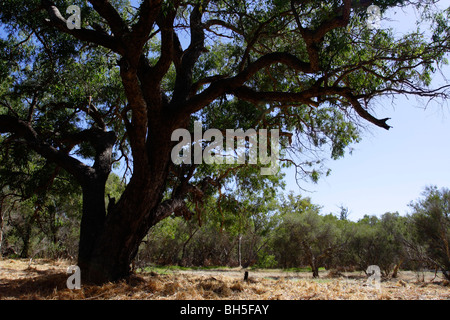 Großer Baum im Canning River Regional Park, Western Australia. Stockfoto