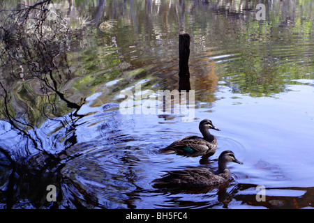 Ein paar Enten schwimmen im Canning River Regional Park, Western Australia. Stockfoto