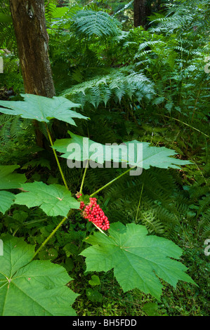 Teufels Club(Oplopanax horridus) und seine roten Beeren in Ross Creek Zedern Stockfoto