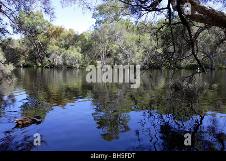 Flora und Fauna im Canning River Regional Park, Western Australia. Stockfoto