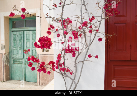 Kletterwand Bougainvillea auf ein Gebäude der Insel Poros, Griechenland Stockfoto