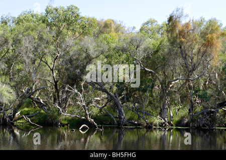 Leichte Bäume (Melaleuca Rhaphiophylia) entlang des Ufers des Canning River, Western Australia. Stockfoto