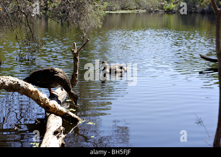 Enten im Canning River Regional Park, Westaustralien. Stockfoto