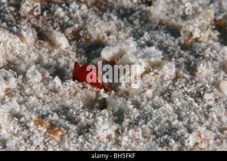 Eine winzige rote juvenile Nacktschnecken kriechen auf einem sandigen Meeresboden Stockfoto