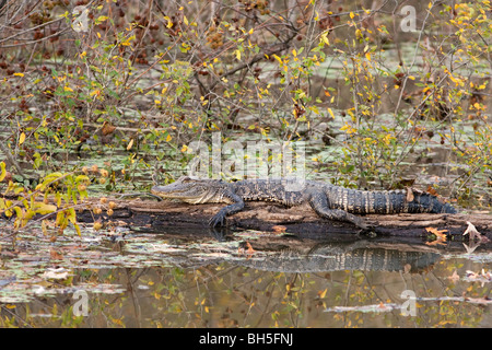 Alligator Stockfoto