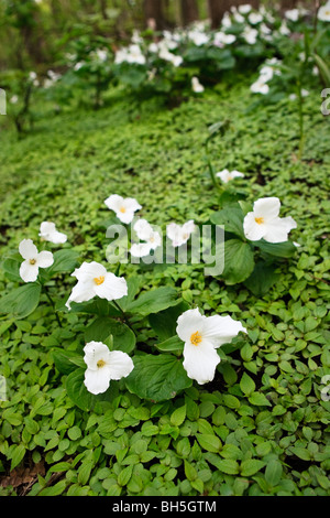 Blühende weiße Waldblumen im Frühjahr auf Mont-Royal in Montreal, Quebec, Kanada. Stockfoto