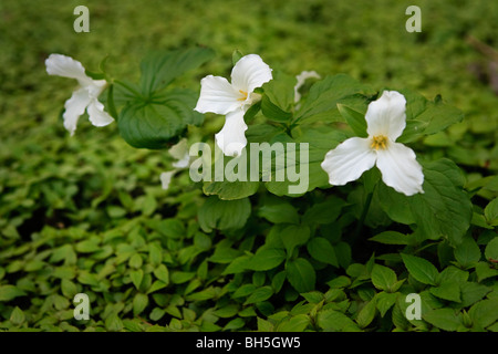 Blühende weiße Waldblumen im Frühjahr auf Mont-Royal in Montreal, Quebec, Kanada. Stockfoto