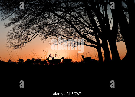 Bäume und Reh bei Sonnenuntergang im Phoenix Park in Dublin. Europas größte geschlossene Stadtpark. Stockfoto
