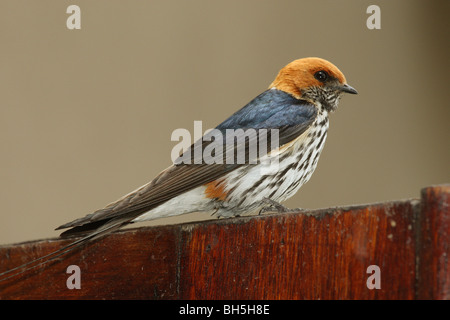 Größere gestreiften schlucken / Hirundo Cucullata Stockfoto