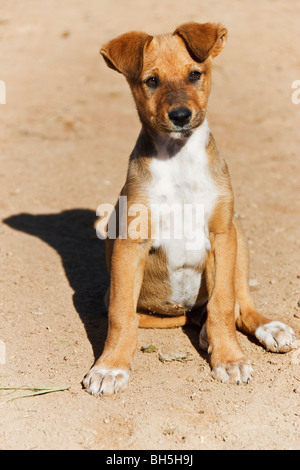 Mischlingshund. Welpe sitzt im Sand Stockfoto