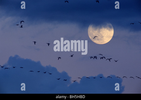 Nonnengans (Branta leucopsis). Herde in Flug, gegen den Vollmond gesehen. Deutschland Stockfoto