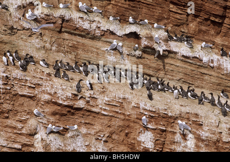 Schwarz-legged Dreizehenmöwen und gemeinsame Trottellummen an Steilwand Stockfoto