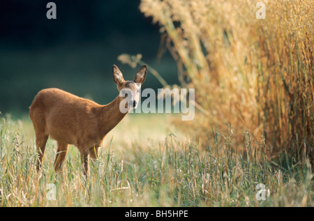 Reh - Doe auf Wiese stehend / Capreolus Capreolus Stockfoto