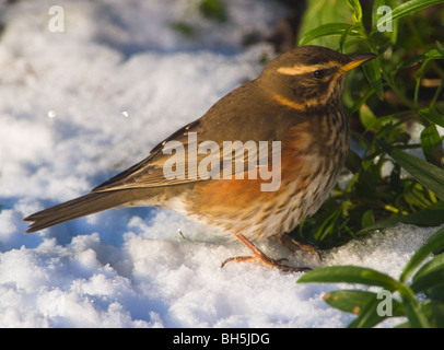 Rotdrossel im Schnee auf der Suche nach Nahrung in einem Garten Cheshire England Vereinigtes Königreich UK Stockfoto