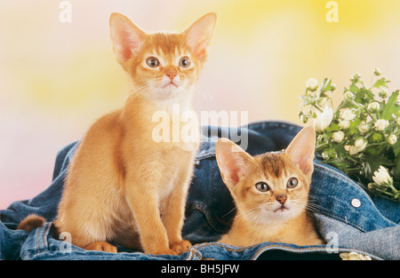 Abessinier Katze - zwei Kätzchen in einer Jeans Stockfoto