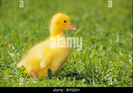 Inländische Gans. Gosling stehen im Rasen. Deutschland Stockfoto