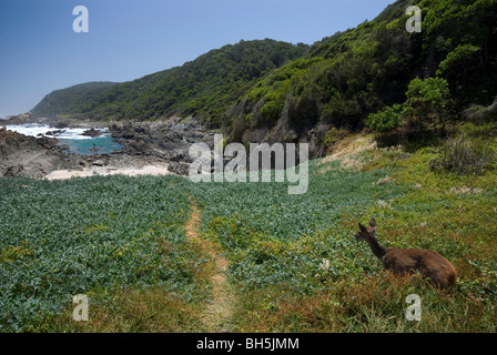 Ein Bush-Bock blickt auf die Tsitsikamma-Küste und dem Beginn der Otter Trail, Garden Route National Park, Südafrika. Stockfoto