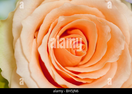 Pfirsich rose mit Seite Beleuchtung Hintergrund Stockfoto