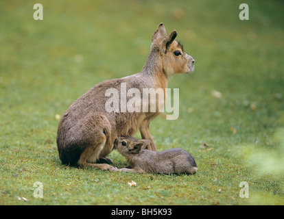 Patagonische Mara - Spanferkel Cub / Dolichotis Patagonum Stockfoto