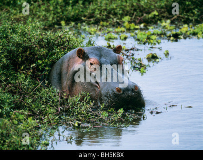 Nilpferd im Wasser / Hippopotamus Amphibius Stockfoto