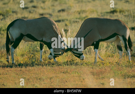 zwei Spießböcke - Bekämpfung / Oryx Gazella Stockfoto