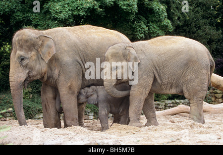 Zoo: Asiatische Elefanten mit Cub / Elephas Maximus Stockfoto