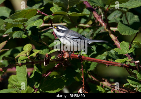 Black-throated Gray Warbler Dendroica hier thront auf einem Bramble in Nanaimo Vancouver Island BC Kanada Stockfoto