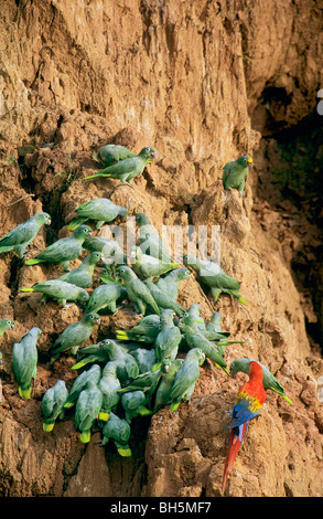 Mehlig Amazonen an eine Claylick / Amazona Farinosa Stockfoto