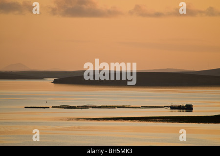 dh Salmon Farm SCAPA FLOW ORKNEY Scottish Salmon Fish Farm Käfige rosa orange Sonnenuntergang Küste Aquakultur schottland großbritannien Fischzucht Stockfoto