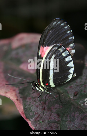 Postbote Heliconius Melpomene imitiert Farbe Form von Heliconius Erato genommen im Zoo von Chester, England, UK Stockfoto