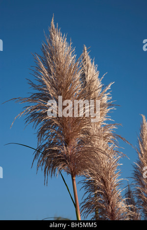 Phragmites Australis, der gemeinsamen Reed, ist eine große mehrjährige Rasen gefunden in Feuchtgebieten Stockfoto