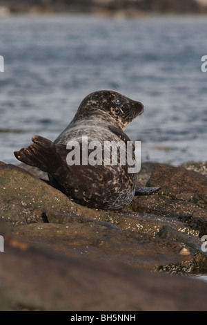 Seehunde holte auf den Felsen, Lerwick, Shetland. Stockfoto