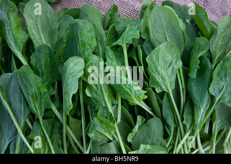 Spinat "Baby-Spinat" (Spinacia Oleracea). Stockfoto