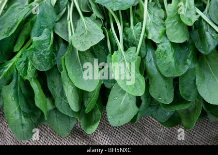 "Baby-Spinat" (Spinacia Oleracea) geerntet Stockfoto