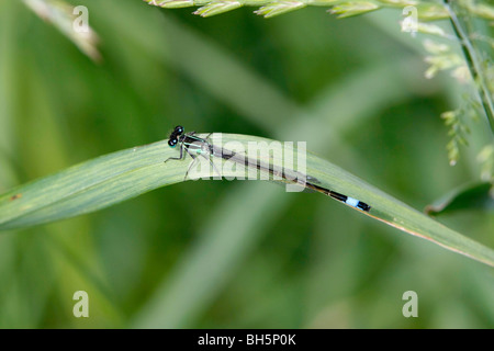 Blaue Tailed Damselfly (Ischnura Elegans) in Felmersham Gruben zu reservieren, Bedford, UK Stockfoto