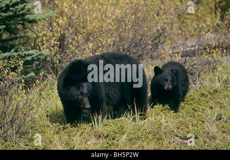 Schwarzer Bär mit Cub / Ursus Americanus Stockfoto