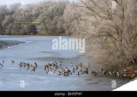 Kleine Gruppe von erwachsenen männlichen und weiblichen Stockente Enten auf der Suche nach Nahrung oder auf einem zugefrorenen See an einem lokalen Naturschutzgebiet stehen. Stockfoto