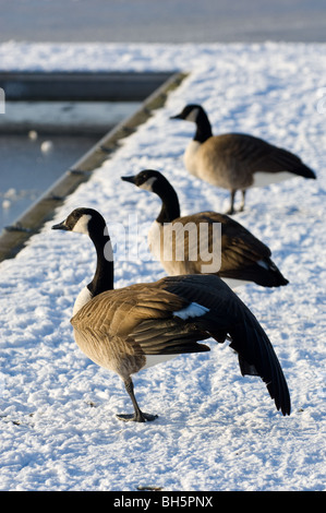 Eine Gruppe von Kanadagänse, männliche & weibliche Rast- und dehnen ihre Flügel. Stockfoto